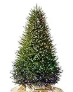 Balsam Hill Artificial Christmas Tree | Black Hills Spruce - 7.5 Feet | Pre-lit with App Controlled TWINKLY LED Light Show | Includes Stand, Storage Bag, Fluffing Gloves, Extra Bulbs