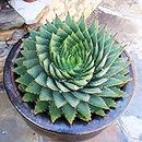 50pcs Aloe Vera Seeds Planting Kit Home Garden Office Garden Bonsai seed Growing Succulent Herb Planting Seeds 1size: Only seeds