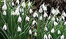 Pack 20 Snowdrop Bulbs 'Single White' Wpc Prins Quality Spring Bulbs: Only Seeds