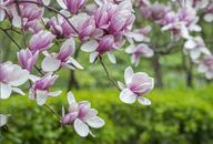 1 'Saucer' Magnolia Seedling/Sapling Flowering ~ Bush ~ Tree 