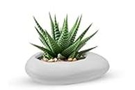 Fragrancia P&P Appliances Plastic Designer White Pebble Plastic Pot for Indoor & Outdoor Plants, for Home/Office/Garden Decor and for Gift Purpose Too, Plant not Including (Pack of-1, White)
