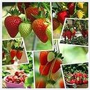 Red Strawberry Climbing Strawberry Fruit Plant Seeds Giardino domestico Nuovo 300 pezzi