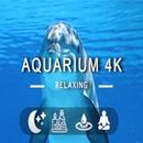 4K Dolphin Fish Aquarium - Relaxing Music Along With Beautiful Nature Videos - 4K Video Ultra HD For Fire Tv