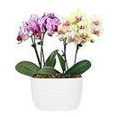 Just Add Ice SA5194 Mini Pink and Yellow Orchid Garden, Live Indoor Plant, Spring Flowers, Mother's Day Gift, White Ceramic Pottery, 4" Diameter, 6" Tall