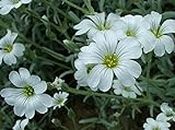 Snow in Summer Flower Seeds, Cerastium Tomentosum, Beautiful Ground Cover Flowers for Home Garden Seeds ing Seeds, Pack of 1.000 Seeds by Heavy Torch: Only seeds