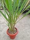 Green lemon grass,barbed wire grass, silky heads, citronella grass plant in biodegradable grow bag