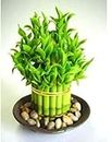 GDYSH-HS 20 Pcs Lucky Bamboo Choose Potted Variety Complete Dracaena The Budding Rate high Seeds