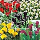 Zantedeschia/Calla Lily ‘Mixed’ Imported Flower Bulbs for Home Gardening-(Pack of 3 Bulbs)