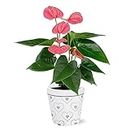 Just Add Ice JA5172 Pink Anthurium in Grey Sweet Heart Ceramic Pottery - Live Indoor Plant, Ever-Blooming Flowers, Easy Care Flowers, Gift for Mother's Day, Anniversary, Love - 5" Diameter, 16" Tall
