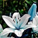 zellajake Rare Flower Seeds Blue Lily Seeds Potted Plant Bonsai Lily Flower Seeds for Home Garden 100 Seeds