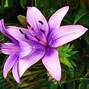 Specials Blue Heart Lily Plant Seeds Lily Flower Seeds 50 Seeds (Item No: 18)