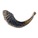 KOSHER ODORLESS NATURAL SHOFAR | Genuine Rams Horn | Smooth Mouthpiece for Easy Blowing | Includes Velvet like Drawstring Bag and Shofar Blowing Guide (12”-14”)