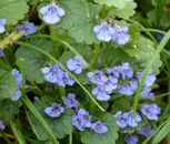GROUND IVY Glechoma Hederacea Ground Cover - 200 Bulk Seeds