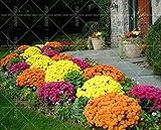100PCS Heirloom Rare Ground-Cover Chrysanthemum Seeds Flower Seeds Beautiful Plants for Home Garden Easy to Grow 2: Only seeds