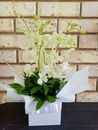 White Singapore orchids Small Fresh Flowers Boxed Arrangement