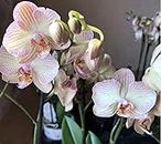 Phalaenopsis Orchid Plant - Random Color Mixed Colour in 12cm Pot