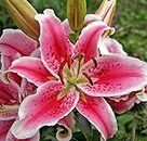 Stargazer Lily Large Flowering Bulb, Fragrant Perennial Bloomer