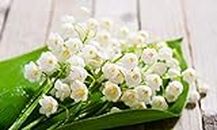 Lily of The Valley Bulbs,10 Pack Prolificans Pips,Large and Plump Hardy Perennial Bare Root Plant,Fragrant White Blooms,Home Garden Flower Decoration