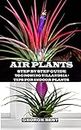 AIR PLANT: Step by Step Guide to Growing Tillandsia + Tips for Indoor Plants