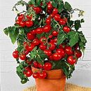 Dwarf Bush Cherry Tomato Seeds for Planting - 50+ Seeds - Amazing Taste - Great