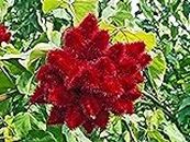 Kapebonavista ® Latkan Annatto Rangamali Kumkum Sinduri Lotkons Jolandhar Lipstick Tree Bixa orellana Living Plant in Poly Bag (Multi).