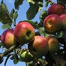 Apple tree live plant hybrid for Garden Pack of 1