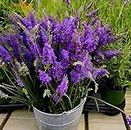 RADHA RANI PLANT HOUSE - Wonderful Helthy " Lavender Flower "Tree plant || For Home Gardening & Roof Top Garden (pack of 1) || Any kitchen Graden plant/outdoor indoor plant.