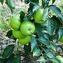 NOG VALLY FARM - Grenny Smith Apple Live Fruit Plant (Apple Tree) This Variety is Supporting All India WeatherFrom Shimla-Himachal Pradesh. Pack Of 1 Live Tree.