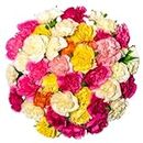 Assorted Carnations- Fresh Flower Delivery- 200 Stems