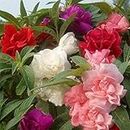 Planthub Balsam Dwarf Multicolour Double Mixed Flower Seed - Pack of 100 Seeds