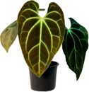 Anthurium Besseae by LEAL PLANTS ECUADOR Live Plants| Green Live House Plants