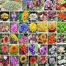 FLARE SEEDS India's Most popular Flower Seeds Outdoor Combo of 40 Packet of Seeds Garden Flower Seeds Pack By FLARE SEEDS