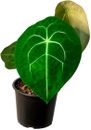 Anthurium Forgetii by LEAL PLANTS ECUADOR| Anthuriums Live Plants | house plants