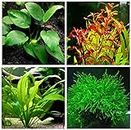 Aquatic Discounts - 4 Types of Easy/Beginner Live Aquarium Plants - Anubias + Amazon Sword + Ludwigia + Java Moss BUY2GET1FREE!