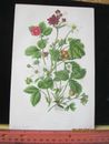 Vintage Print,RASPBERRY+STRAWBERRY,Plate68,FloweringPlants of GB,c1880,A.Pratt