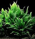 Maalavya Live Aquarium Aquatic Plant Java Fern Wrinkle Leaf Microsorum Petropus Wrinkled Leaves (Green , 3 to 5 Leaves)