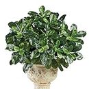 Collections Etc Artificial Shefflera Bushes - Set of 3 - Faux Shrubs, Plants - Realistic Touch, Greenery - for Indoor or Outdoor Use, Home, Garden, Office