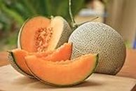 Organic Muskmelon Seeds for Home Gardening | Summer Vegetables Seeds for Home Garden | Hybrid Muskmelon Seeds| Fresh and Green Gardening Vegetable Planting Seeds for Home & Kitchen | - 100 seeds