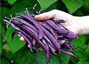 Oakwood Farms beans vegetable seeds | vegetable Seeds | dark purple beans Seed For Farming your Home & Garden planting Pack of 40 to 50 seeds