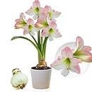 Amaryllis Apple Blossom Bulb, 1 bulb in large size 26/30, Exclusive, flower bulbs, plants and flowers from Holland, Genuine Hippeastrum bulbs (no seeds, wax and not artificial)