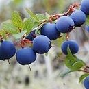 Ritz Farming® Blueberry fruit seeds | Blueberry fruit seeds For Your Garden and home planting Pack of 10 seeds