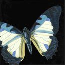 Gracie Oaks Small Dramatic Butterflies I (P) Canvas | 12 H x 12 W x 1.25 D in | Wayfair EB4E7557CF324880BC02E698C3812ED6