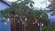 Eggplant or Tomato Rootstock Seeds (Giant Devil Plant) for Grafting 