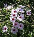 ‎MM TRADERS Tecoma/Tikoma Vine White Flower"Hybrid - 1 Healthy Live Decorative Flowering Plant' in Nursery Grow Bag for Home Garden