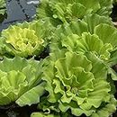 5 Large Water Lettuce - Live Floating Plant for Your Aquarium or Pond by Aquatic Discounts