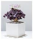 10 x Oxalis Triangularis Bulbs Purple Shamrock Summer Flowering Perennial Easy to Grow Plants
