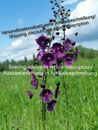 Verbascum phoeniceum, viola mullein, viola candela reale, 1000 semi, semi