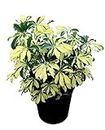 Garden Art Schefflera Variegated Live Plant Indoor For Home,Office,Garden Patio Decor Including Nursery Grower's Bag/Pot.(Pack Of One Healthy Plant)