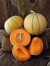 Ritz Farming® Musk melons seeds | Sungold melons Seed | fruit seeds For Your Garden and home planting Pack of 100 seeds