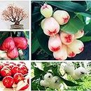 50 Pcs Wax Seeds Genericl Fruit Tree Seeds, Planting Is Simple, Novel Plants For Home Garden Sementes Raras De Frutas: Only seeds